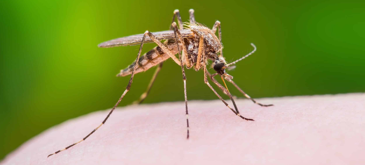 Cockroach Control Chembur